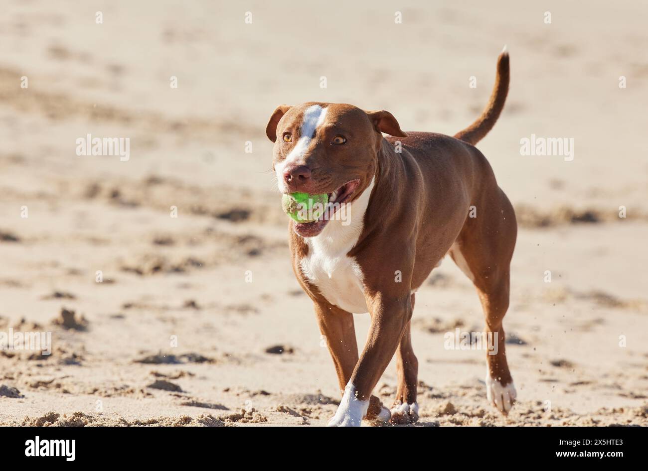 Beach, sand and happy dog playing with ball for fun exercise, healthy energy or animal in nature. Ocean, games and playful pitbull with outdoor Stock Photo