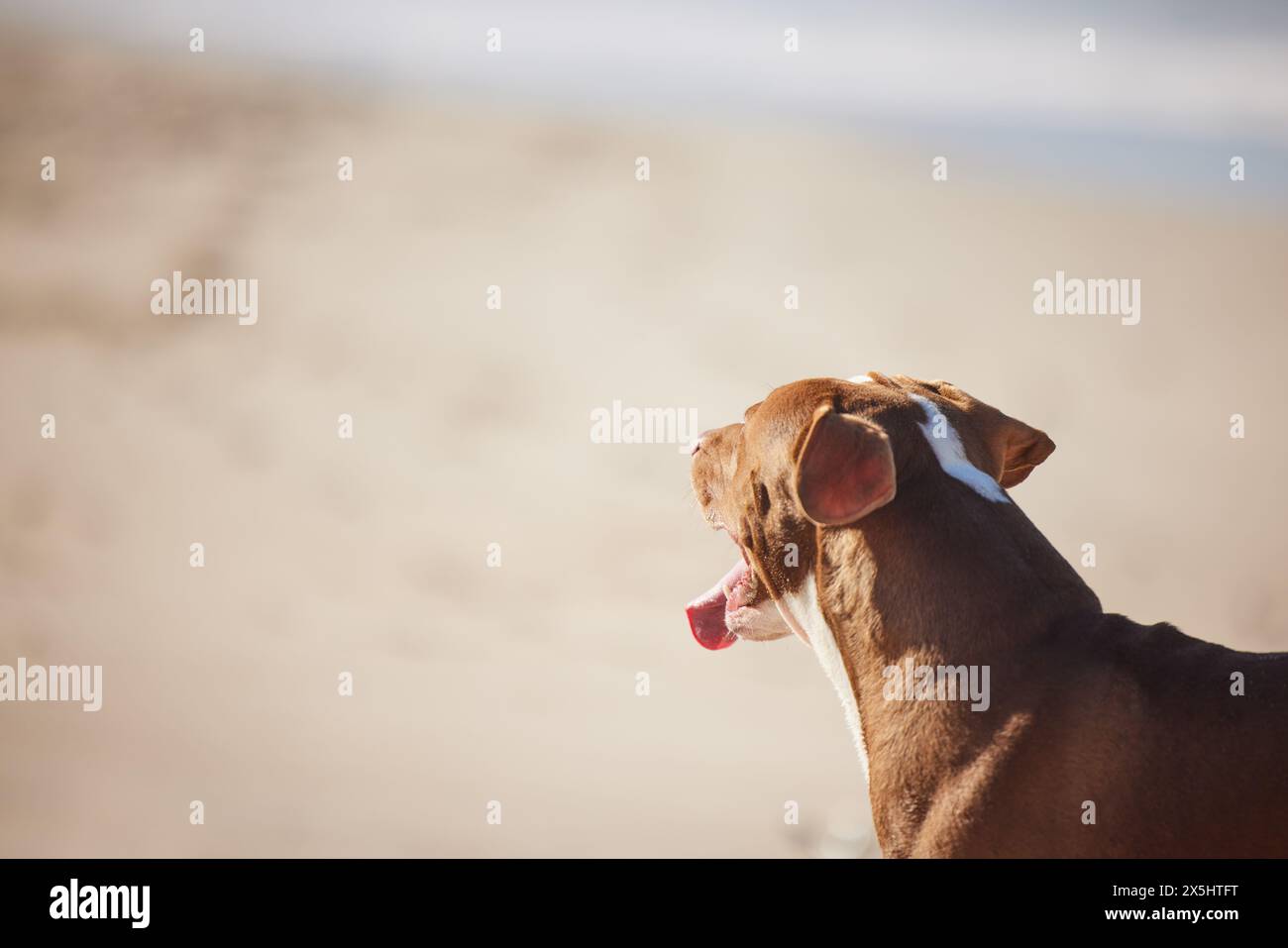 Beach, relax and dog playing on sand for fun exercise, healthy energy or happy animal in nature. Ocean, walk and playful pitbull with outdoor training Stock Photo