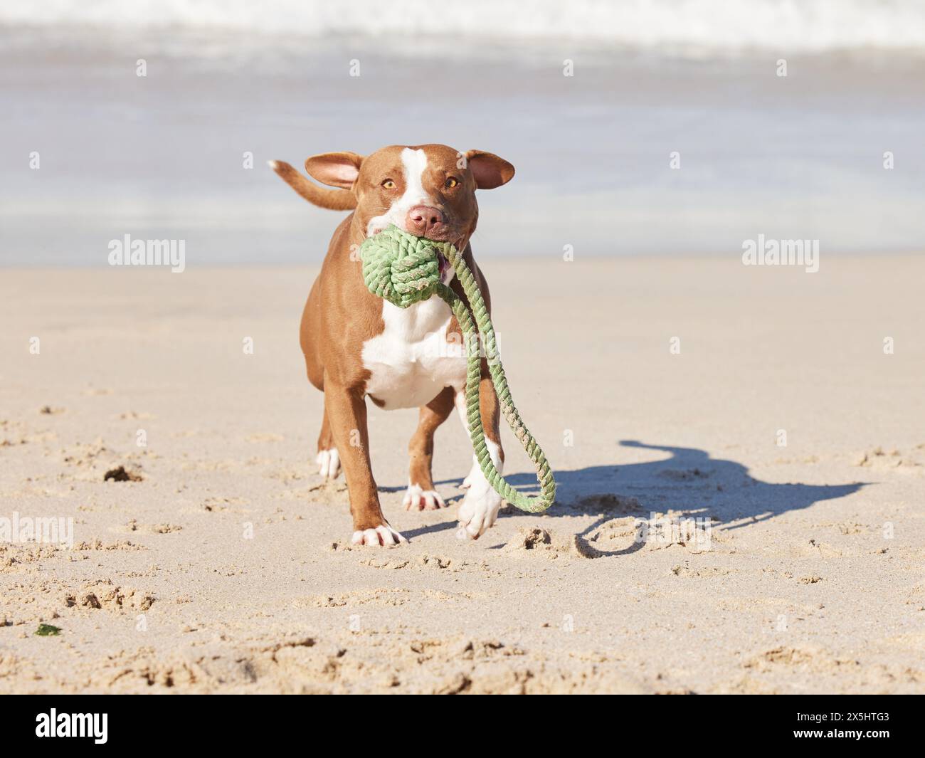 Beach, portrait and dog running with ball for fun exercise, healthy energy or animal playing in nature. Ocean, games and pitbull with outdoor pet Stock Photo