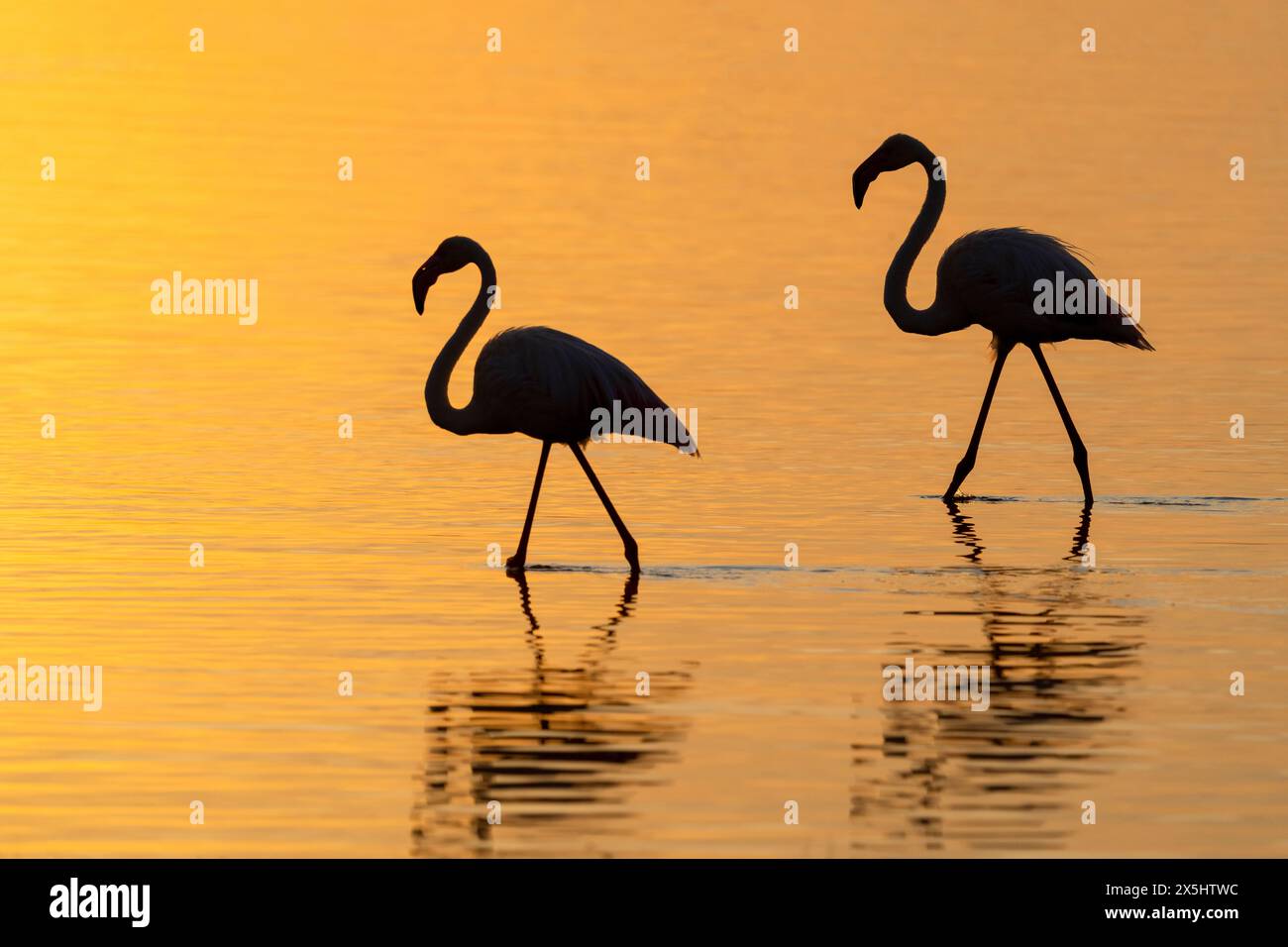 Africa, Tanzania. Two flamingos walks walk through the water lit up by ...