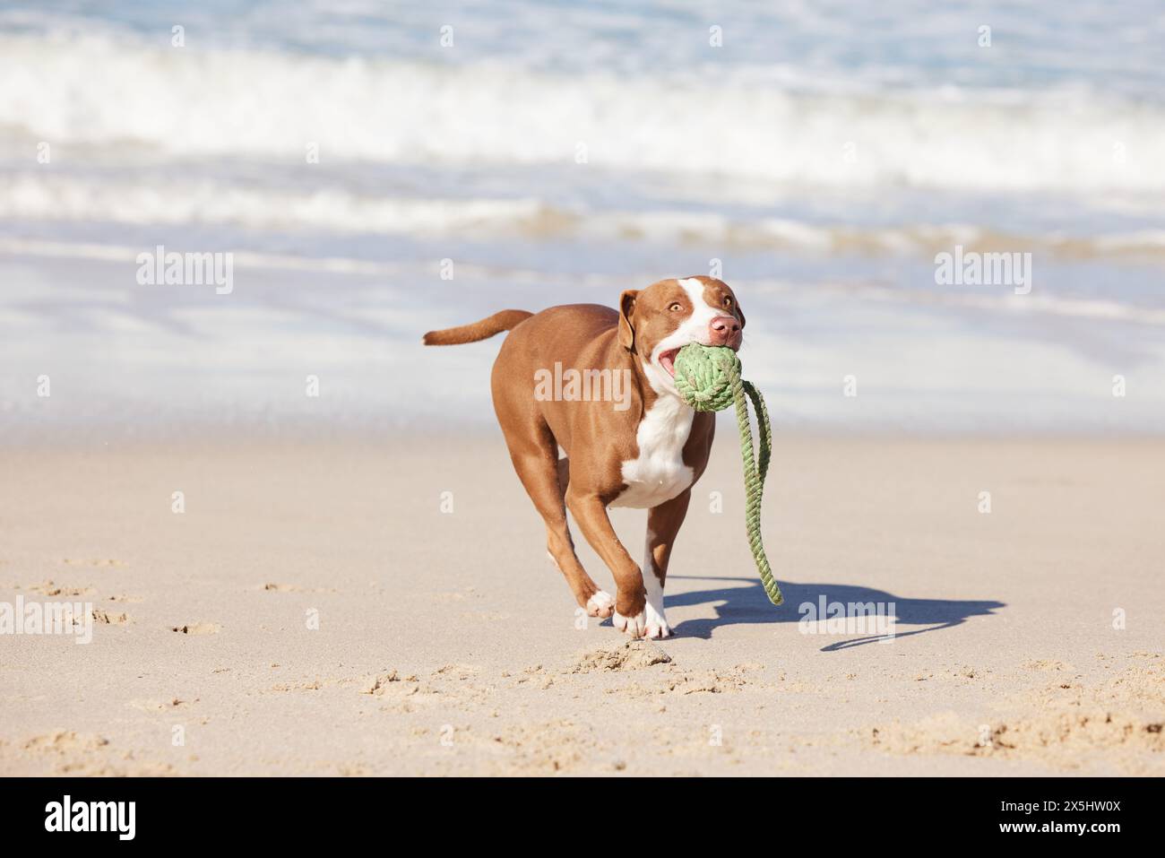 Beach, fun and dog running with ball for exercise, healthy energy or excited animal playing in nature. Ocean, games and pitbull with outdoor pet Stock Photo