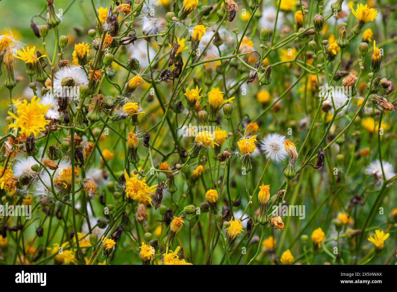 Rough Hawksbeard Crepis biennis plant blooming in a meadow. Stock Photo