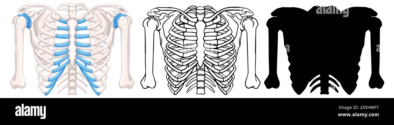 Three styles of ribcage illustrations in vector format Stock Photo - Alamy