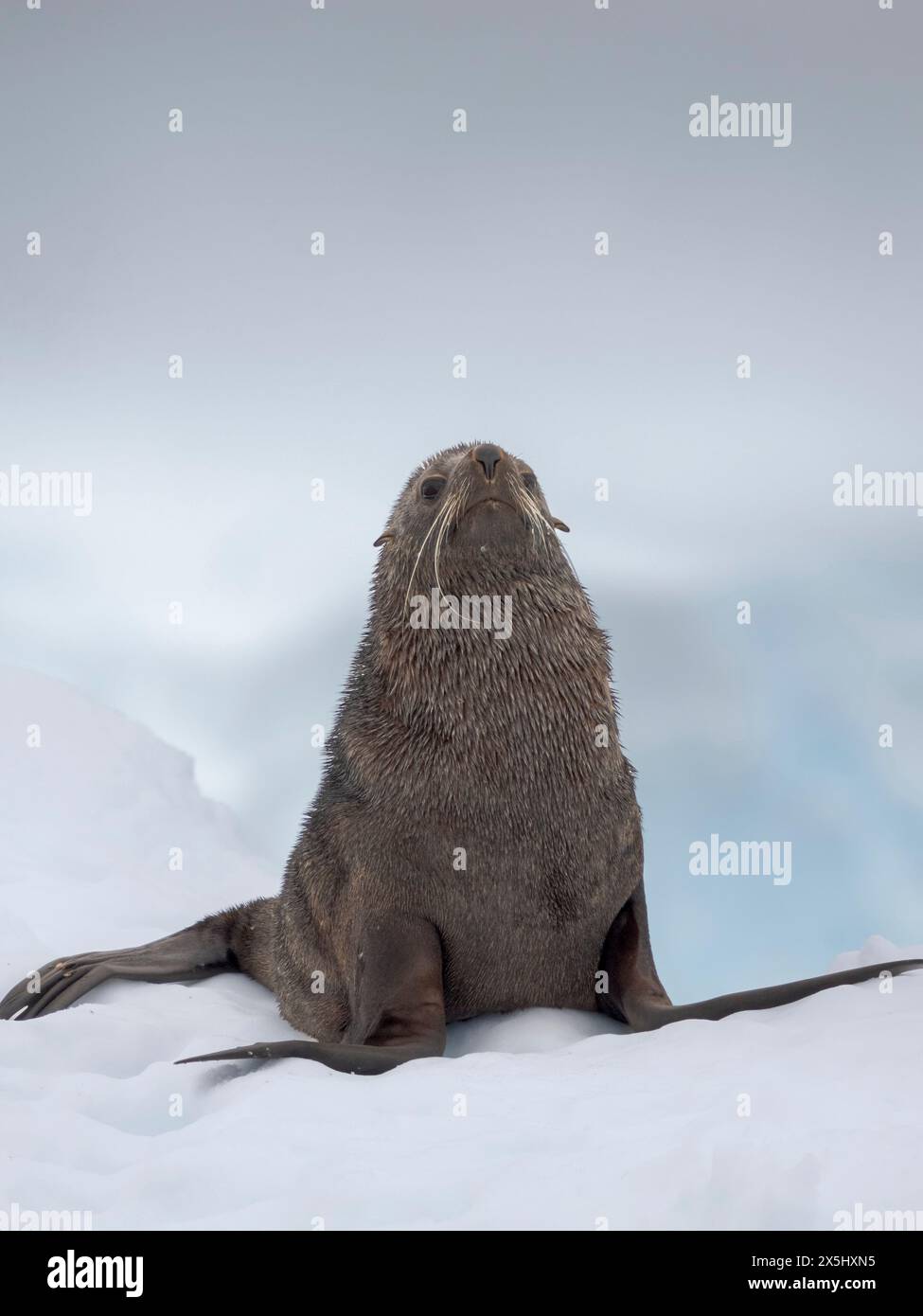 Young bull of Antarctic Fur Seal (Arctocephalus gazella) on ice floe in Fournier Bay close to Anvers island in Palmer Archipelago, Antarctica. Stock Photo