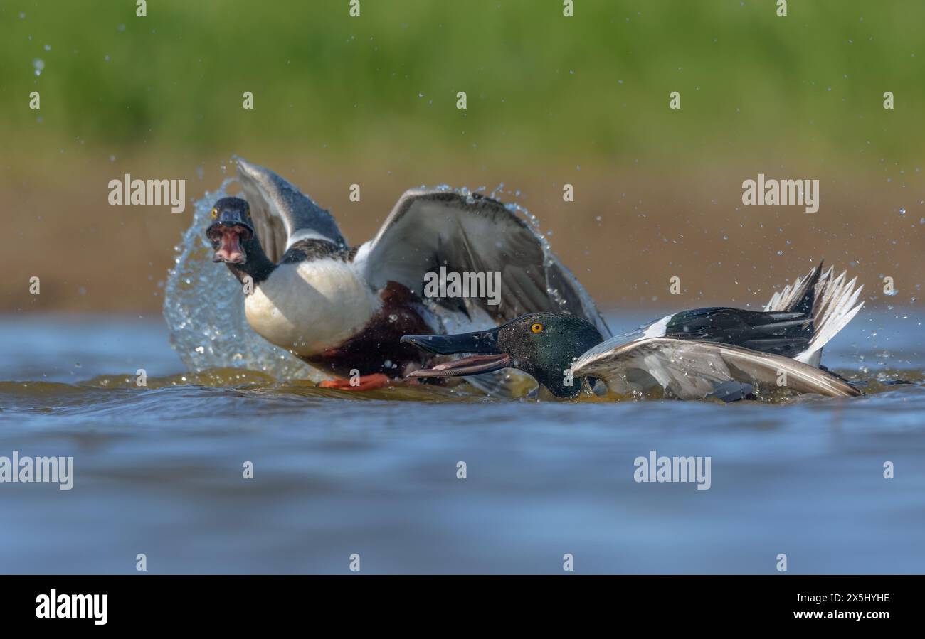 Fighting pair of males Northern Shovelers (Spatula clypeata) in fast and fierce chase over water pond in spring breeding season Stock Photo