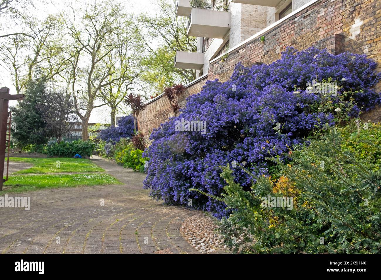 Ceanothus purple blue shrub plant flowering in bloom in a park by a brick wall in April spring Bermondsey South London England UK Britain KATHY DEWITT Stock Photo