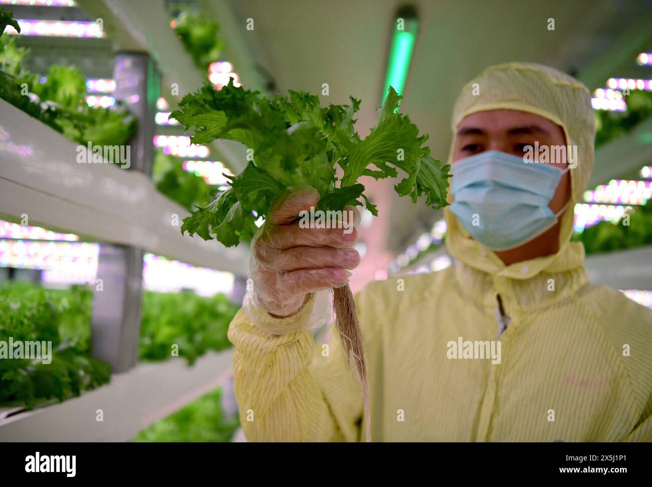 (240510) -- QUANZHOU, May 10, 2024 (Xinhua) -- A staff member displays a lettuce seedling at Sananbio plant factory in Anxi County of Quanzhou, southeast China's Fujian Province, May 8, 2024. Sananbio, a joint venture between the Institute of Botany under the Chinese Academy of Sciences and Sanan Group, a Chinese optoelectronics giant, has developed an intelligent plant cultivating system integrating research and development results with LED lighting technology, and applied it to a new-generation automated plant factory. The plant factory can achieve a daily industrial production of 1.5 tonn Stock Photo
