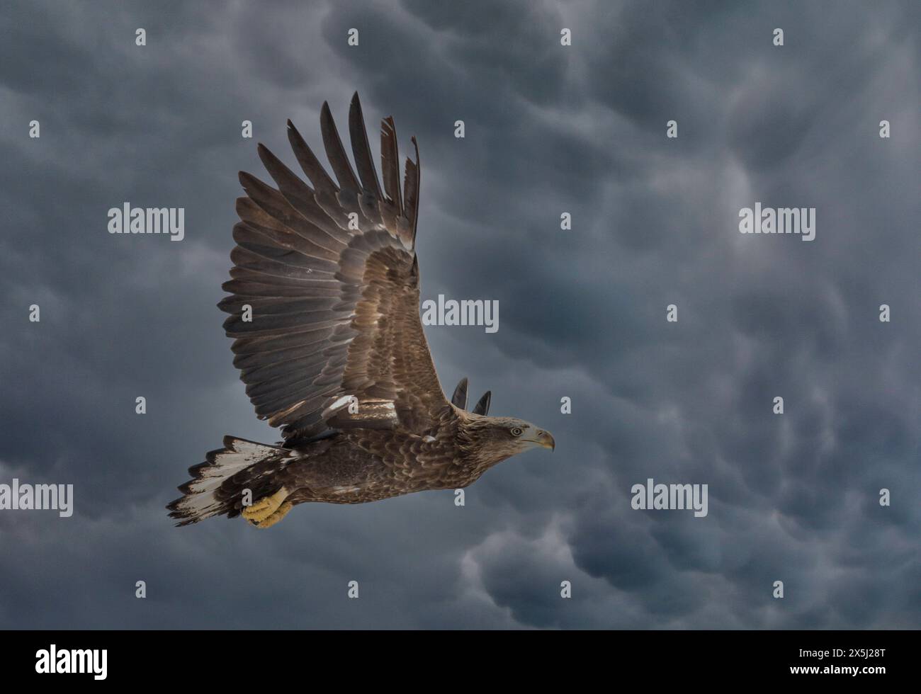 Japan, Hokkaido. Digital composite of sky and eagle flying Stock Photo