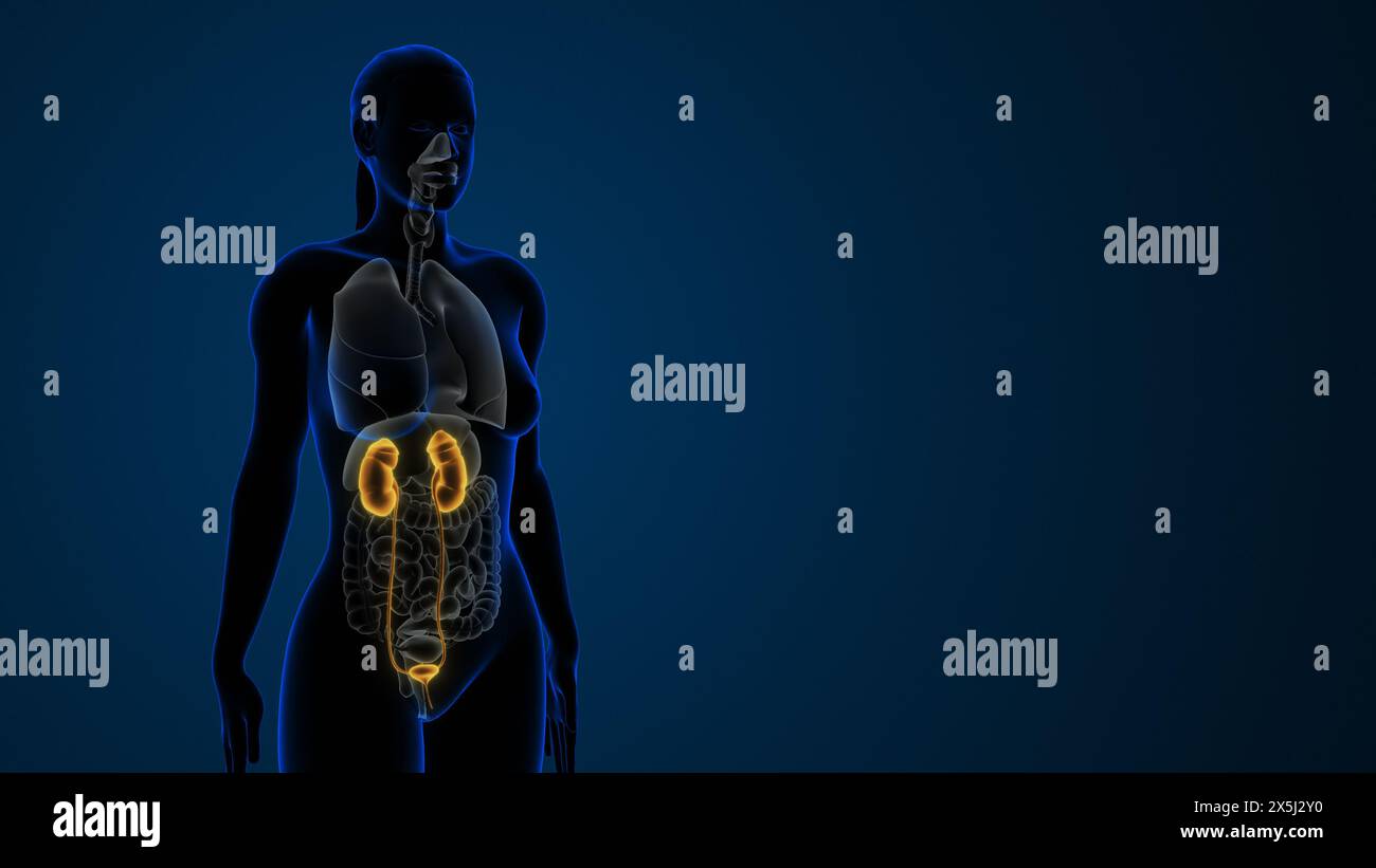 Female highlighted kidneys and urinary system Stock Photo - Alamy