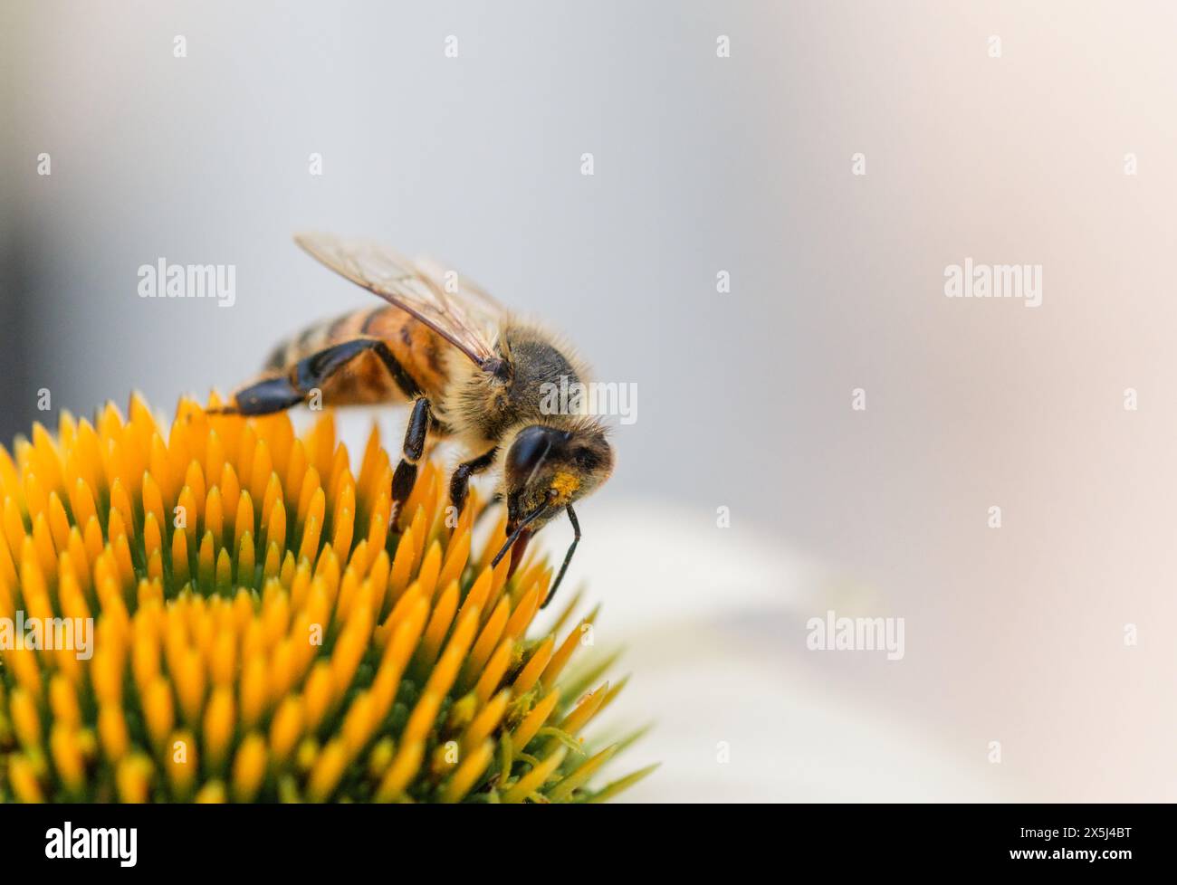 Busy worker bee activity hi-res stock photography and images - Alamy