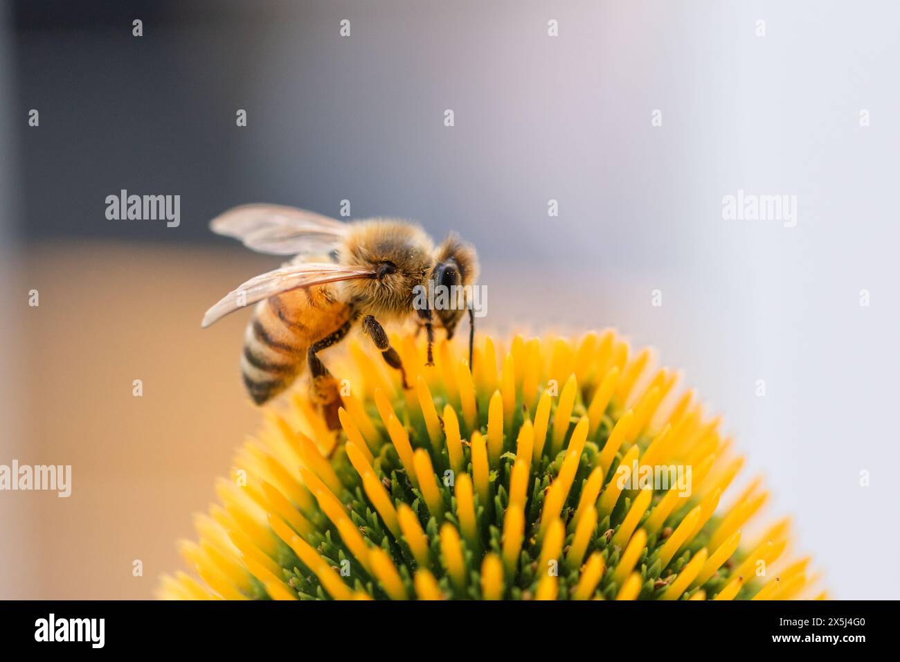 Bee meticulously collects pollen on a bright yellow flower Stock Photo
