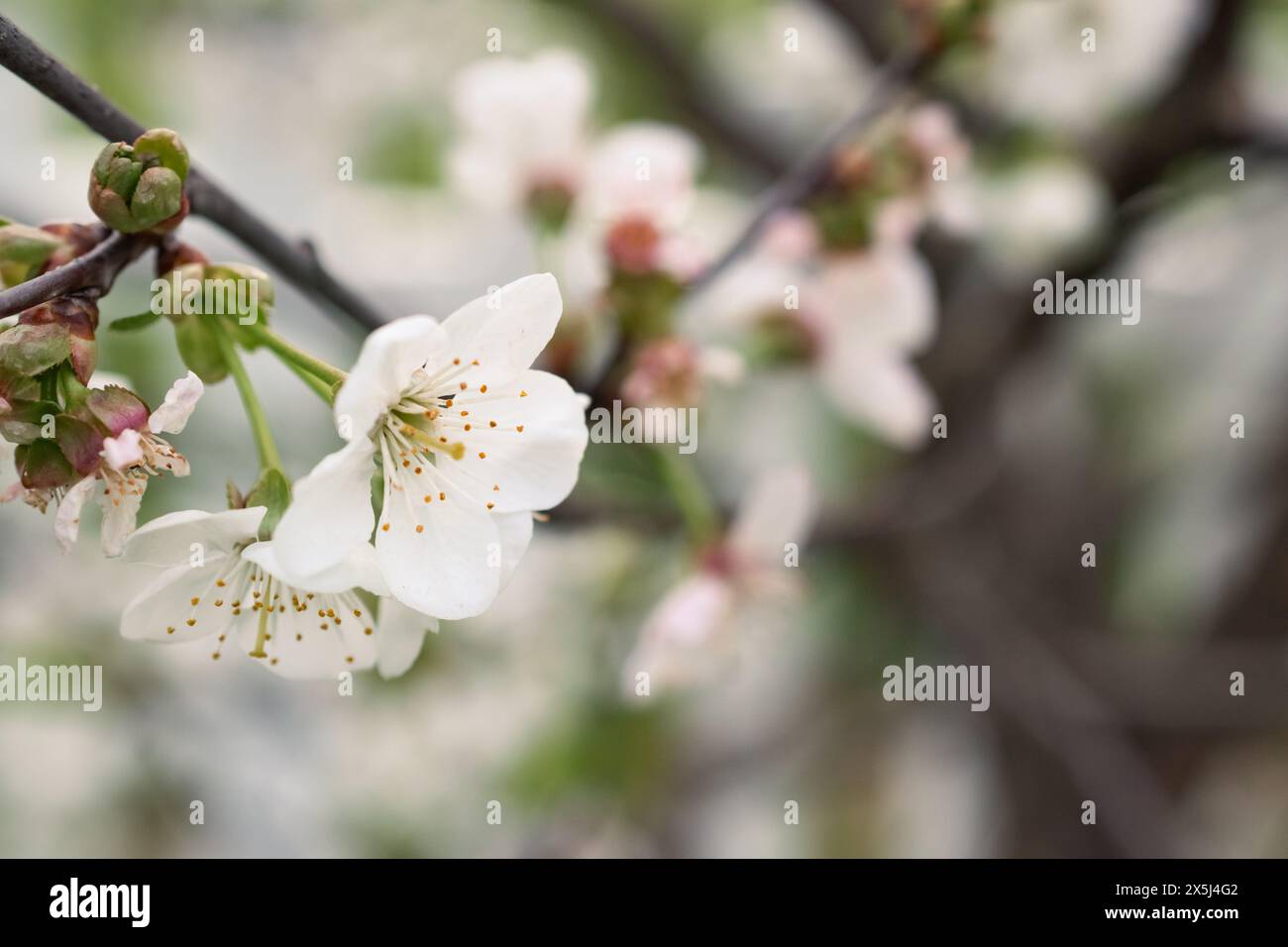 Delicate white cherry blossoms in early spring bloom Stock Photo