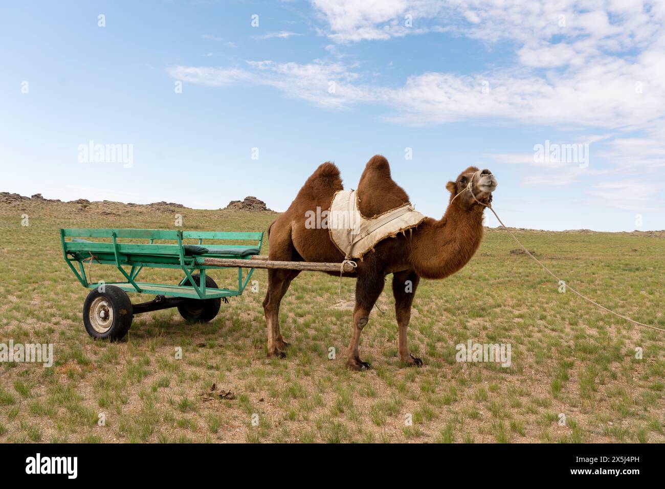 Asia, Mongolia, Eastern Gobi Desert. A domesticated Bactrian camel pulls a small cart. Stock Photo