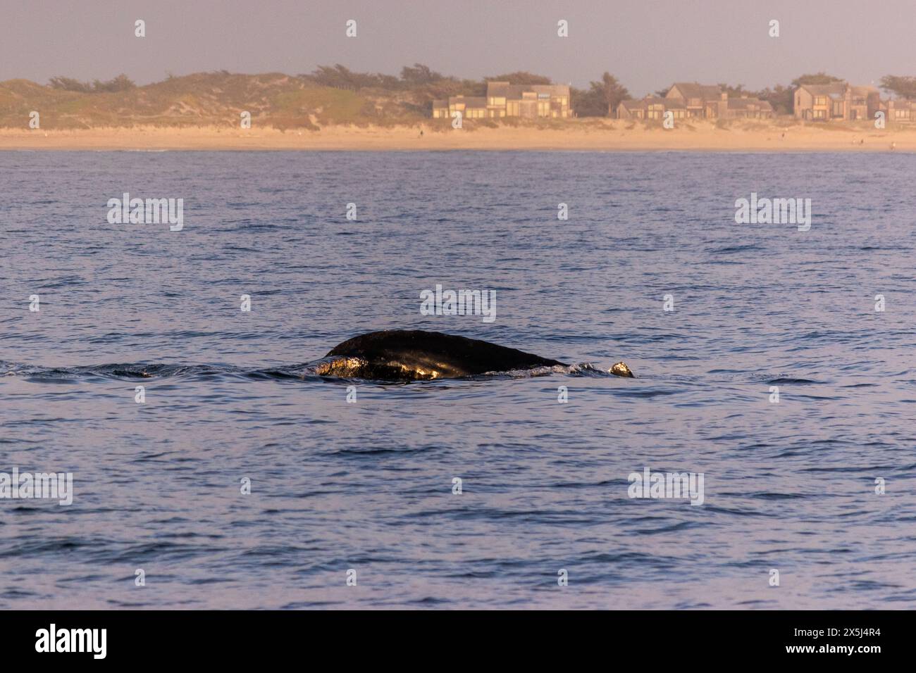 Humpback whale sighting hi-res stock photography and images - Alamy