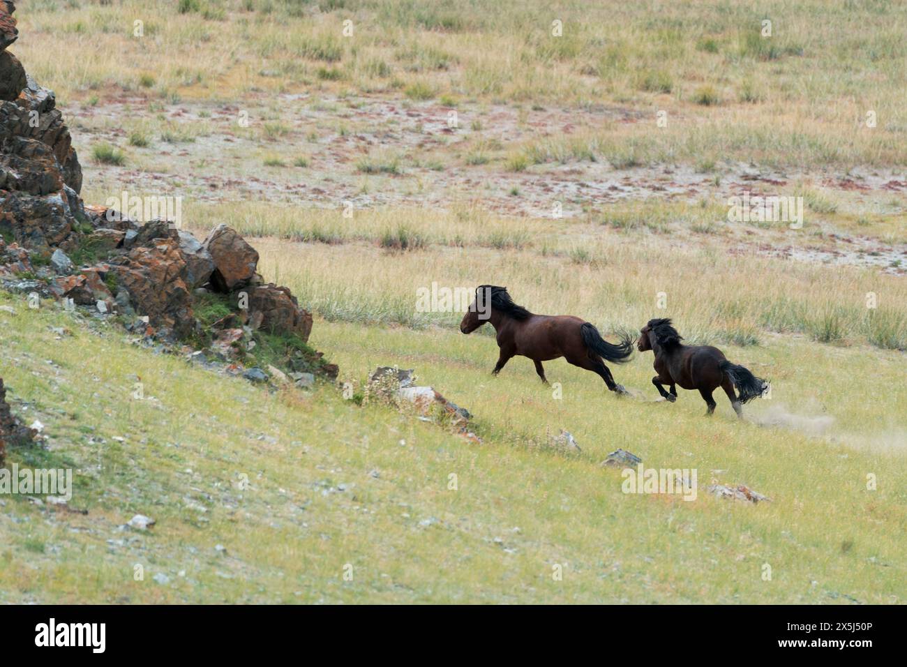 Asia, Mongolia, Bayan-Olgii Province. horses run free on the grassland. Stock Photo