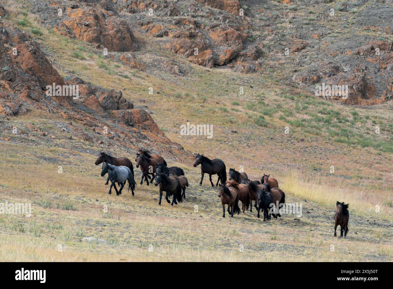 Asia, Mongolia, Bayan-Olgii Province. A herd of horses roam free on the grassland. Stock Photo