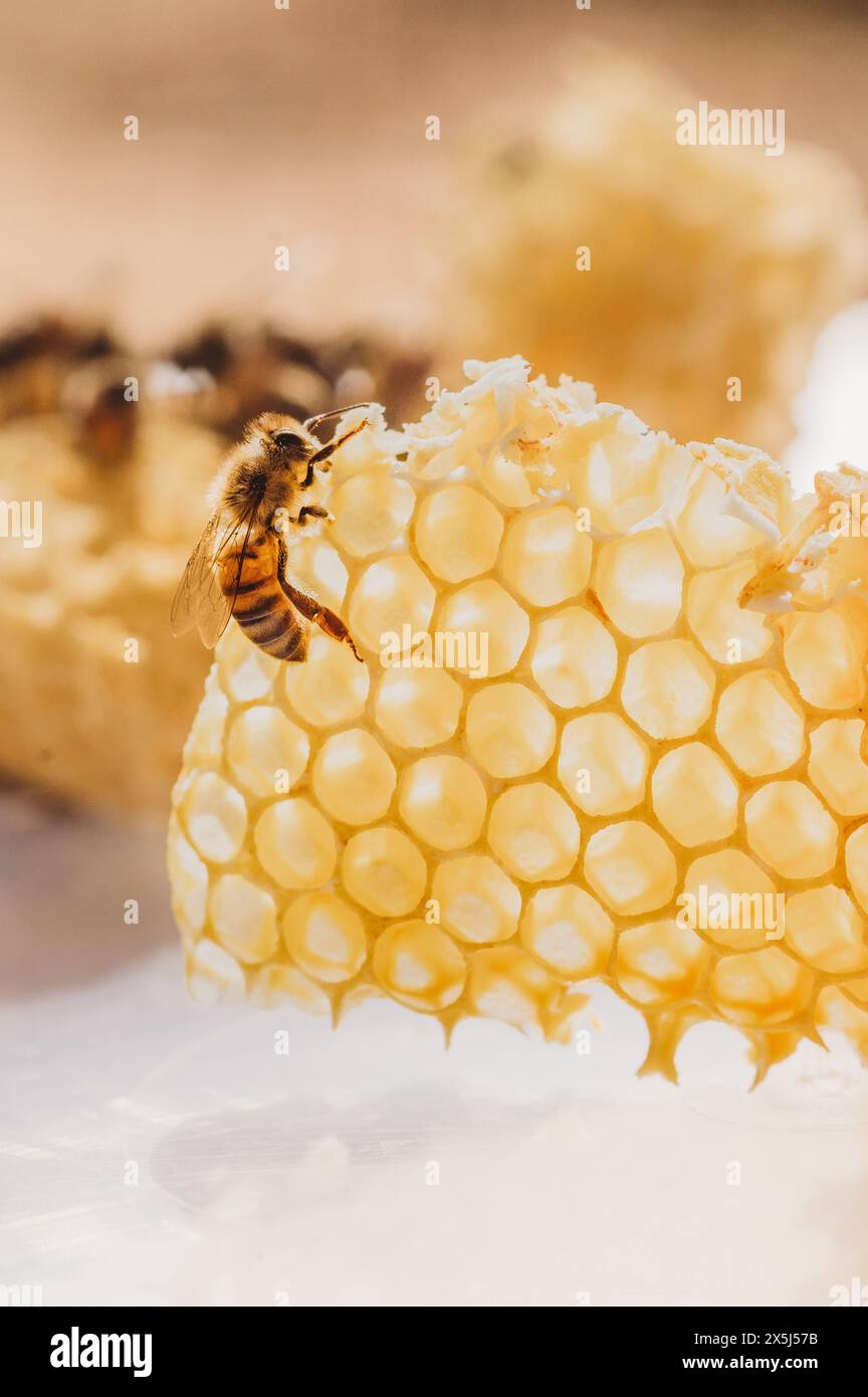 Honey bee climbing over honeycomb in the sunlight Stock Photo - Alamy