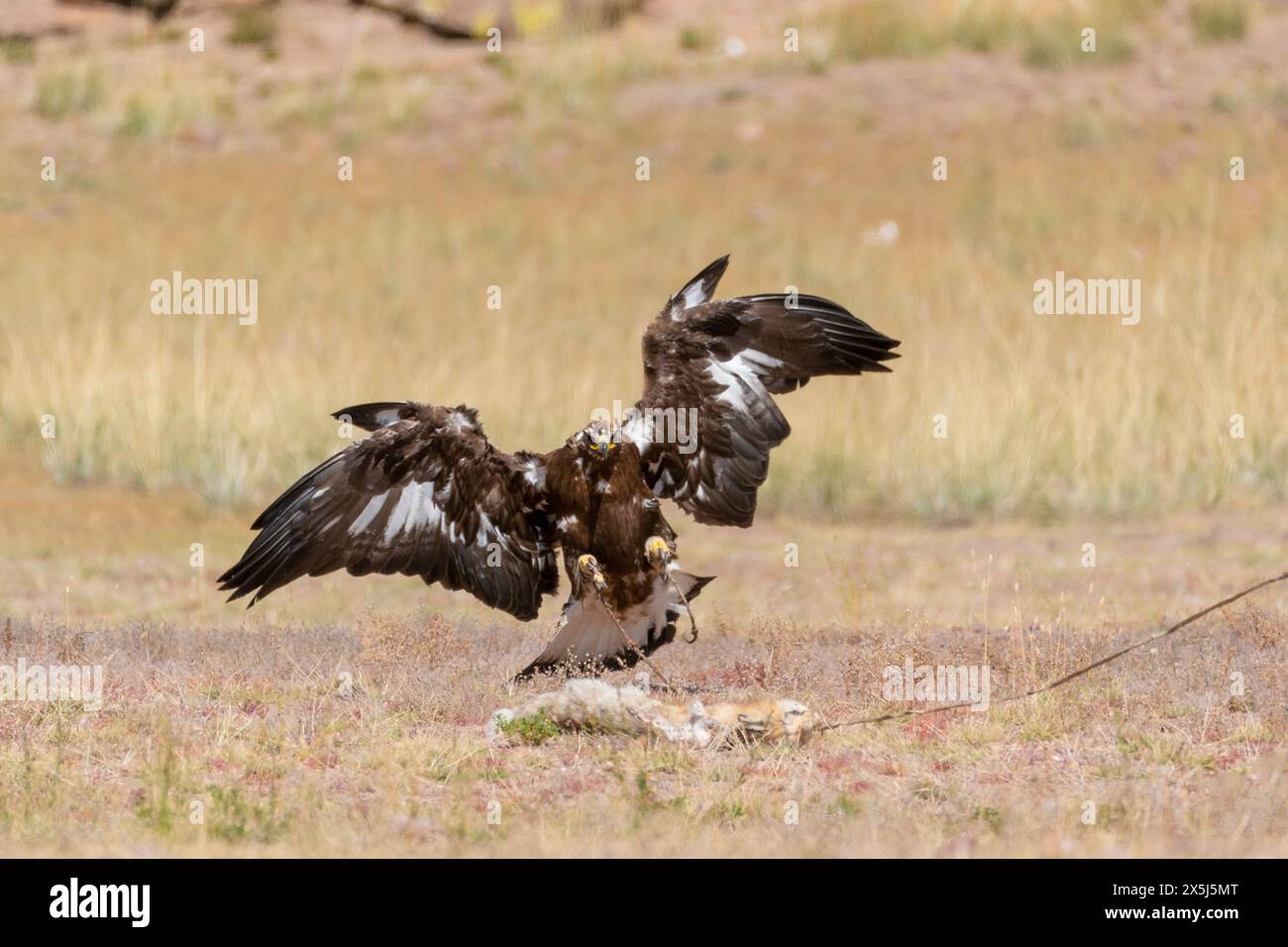 Asia, Mongolia, Bayan-Olgii Province, Kazakh Tribe. A golden eagle flying down to capture a fox pelt in one contest. Stock Photo