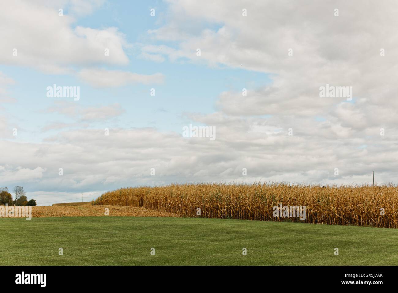 corn fields with fluffy white clouds Stock Photo