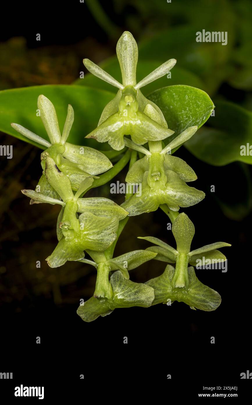 Cuba is known for many species of beautiful orchids. Stock Photo
