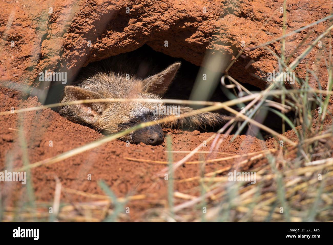 Aardwolf hi-res stock photography and images - Alamy