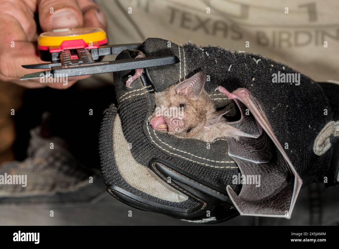 Captured bats are safely examined for a research project in ...