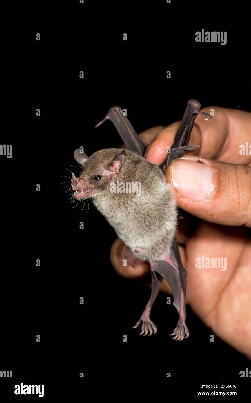 Red Bat Capture Monophyllus redmani hi-res stock photography and images - Alamy