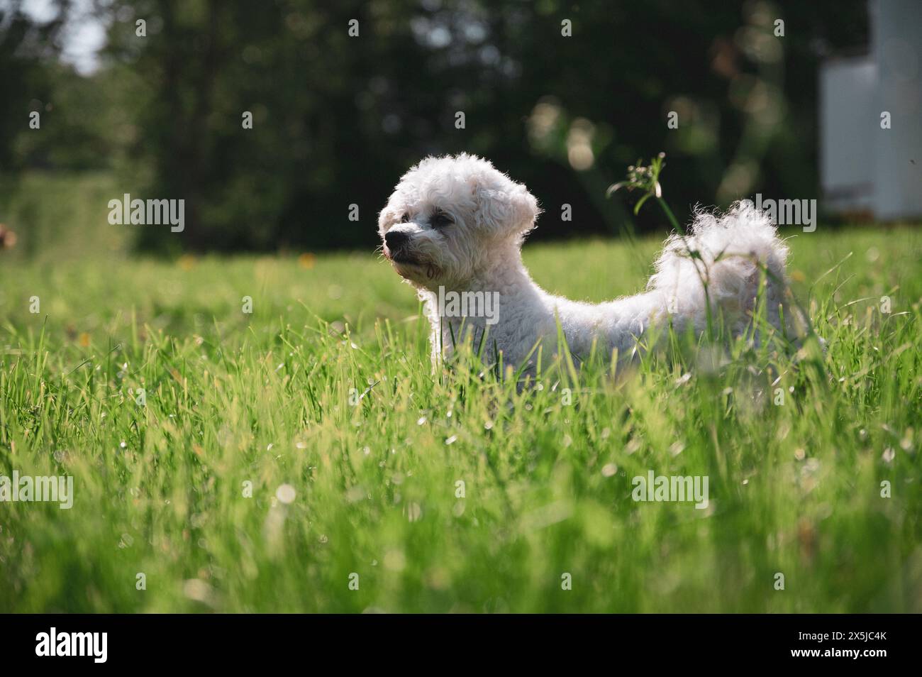 Small dog walking in grass and having happy moments with his owner, dog walking, Stock Photo