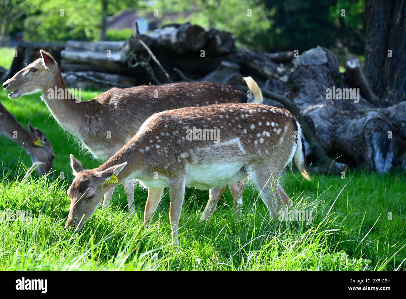 Deer herds have played a major role in Richmond Park’s history and have ...