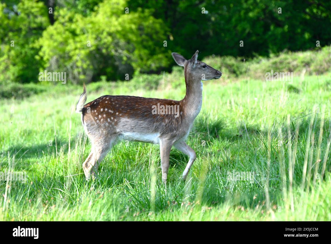 Deer herds have played a major role in Richmond Park’s history and have ...