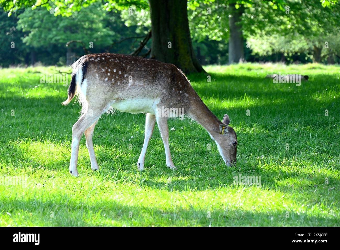Deer herds have played a major role in Richmond Park’s history and have ...