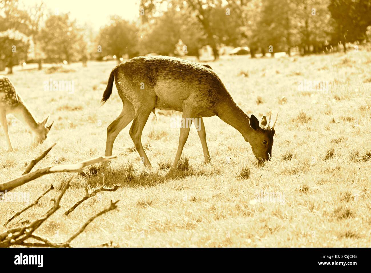Deer herds have played a major role in Richmond Park’s history and have ...
