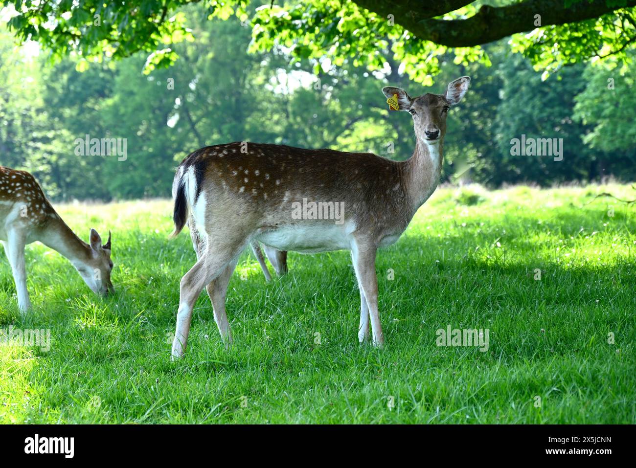 Deer herds have played a major role in Richmond Park’s history and have ...