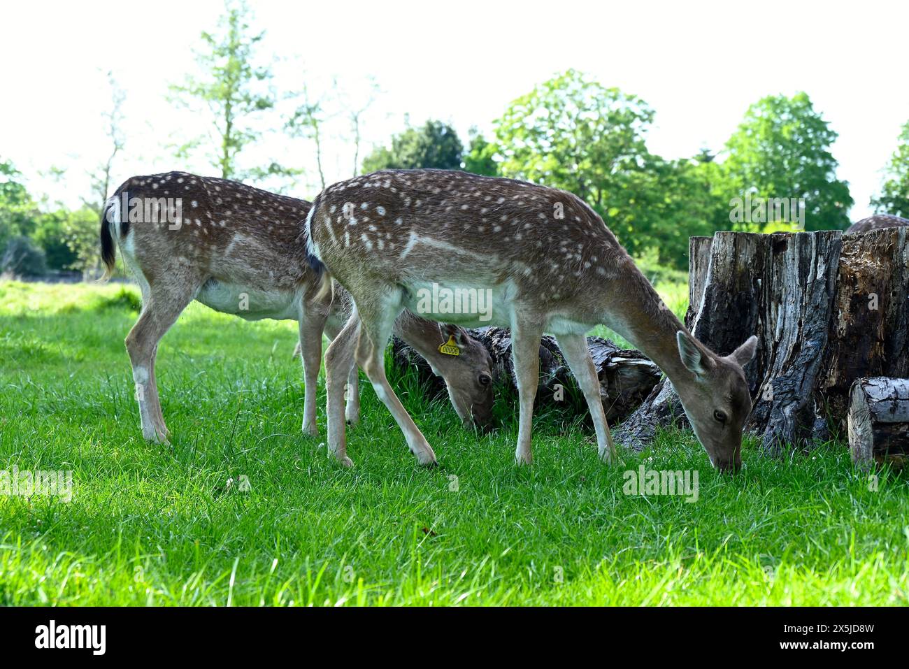 Deer herds have played a major role in Richmond Park’s history and have ...
