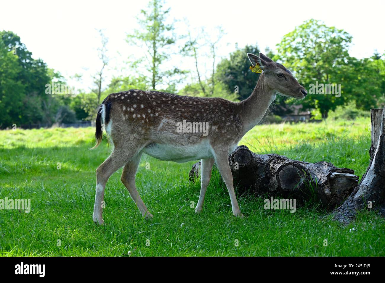 Deer herds have played a major role in Richmond Park’s history and have ...