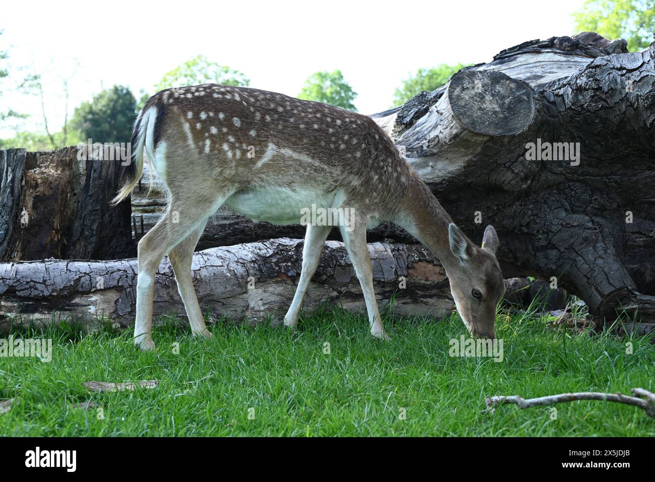 Deer herds have played a major role in Richmond Park’s history and have ...