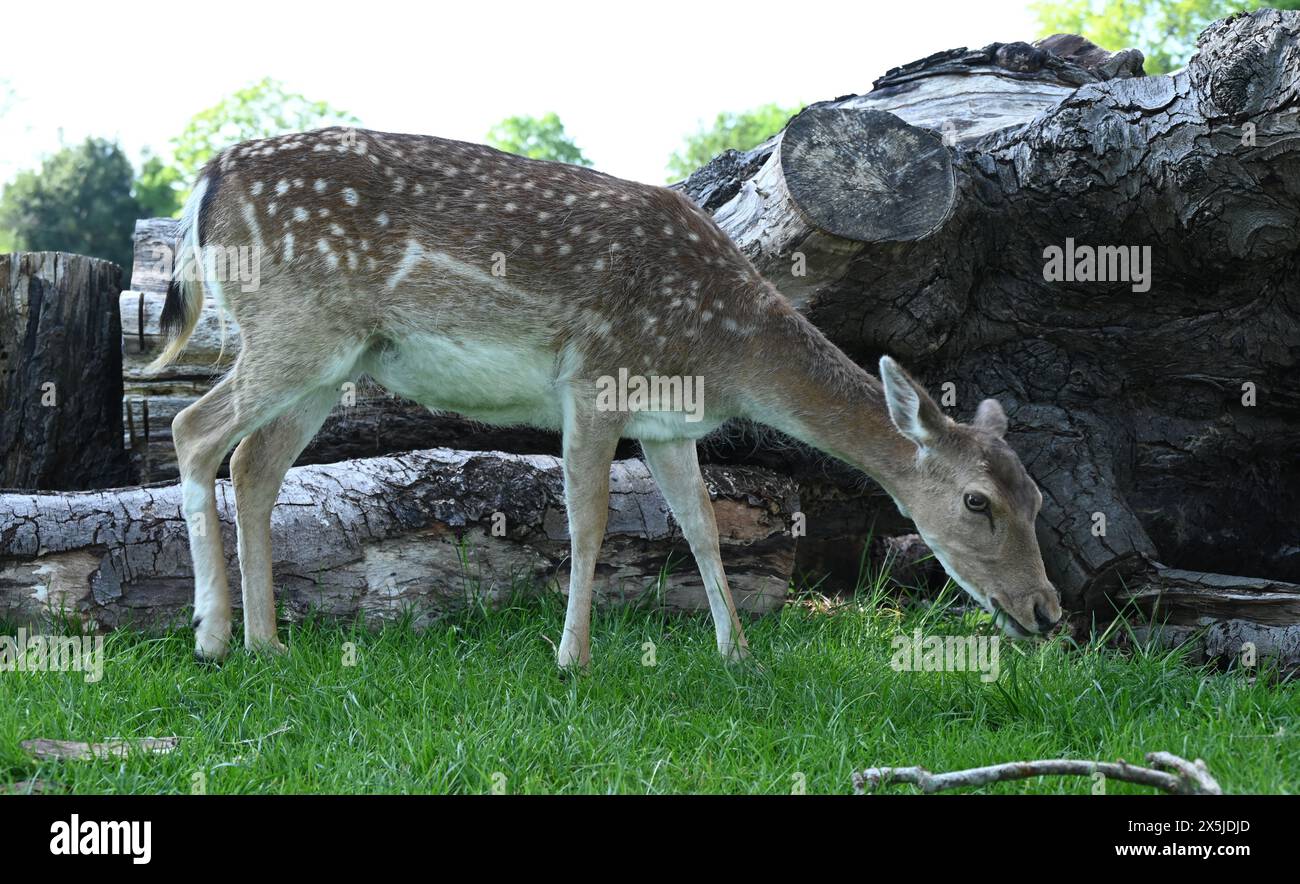 Deer herds have played a major role in Richmond Park’s history and have ...