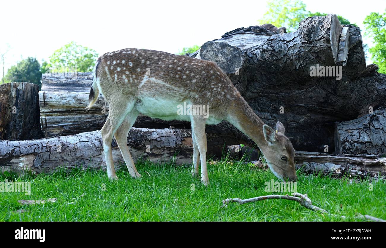 Deer herds have played a major role in Richmond Park’s history and have ...
