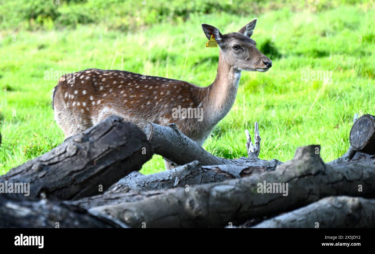 Deer herds have played a major role in Richmond Park’s history and have ...