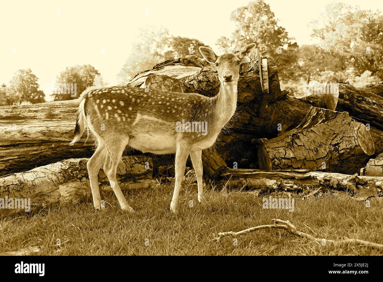 Deer herds have played a major role in Richmond Park’s history and have ...