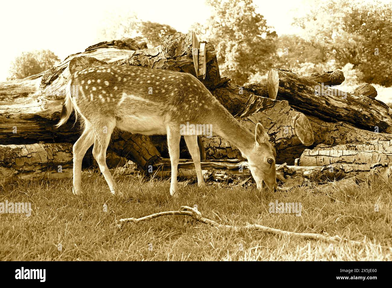 Deer herds have played a major role in Richmond Park’s history and have ...