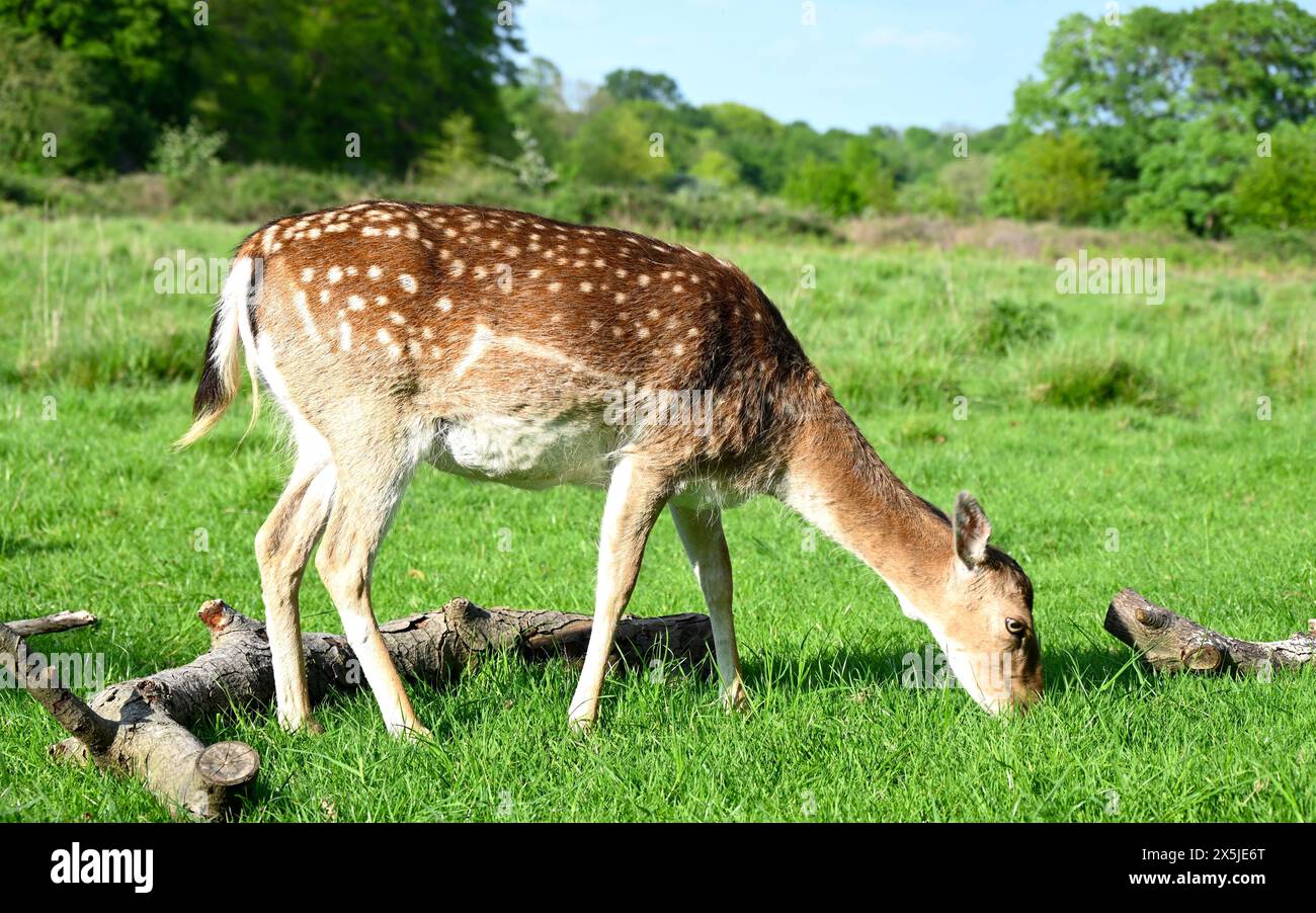 Deer herds have played a major role in Richmond Park’s history and have ...