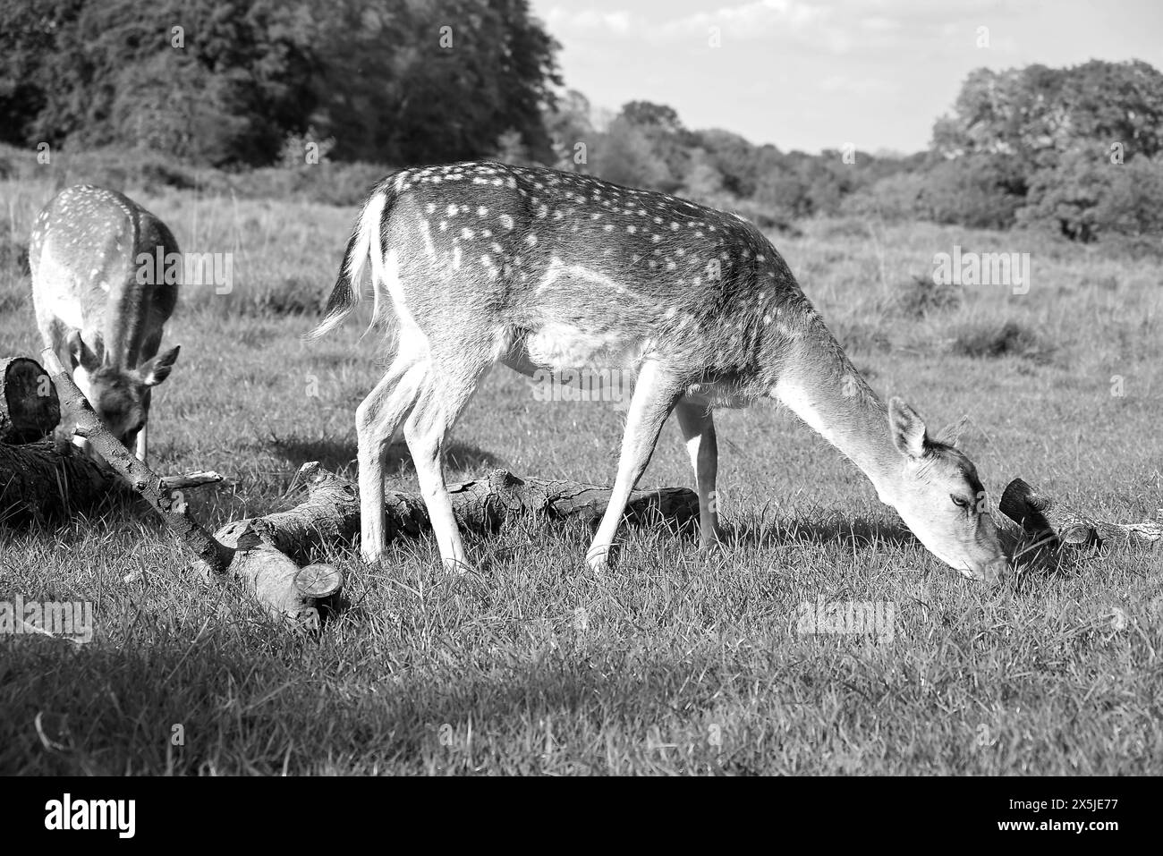 Deer herds have played a major role in Richmond Park’s history and have ...