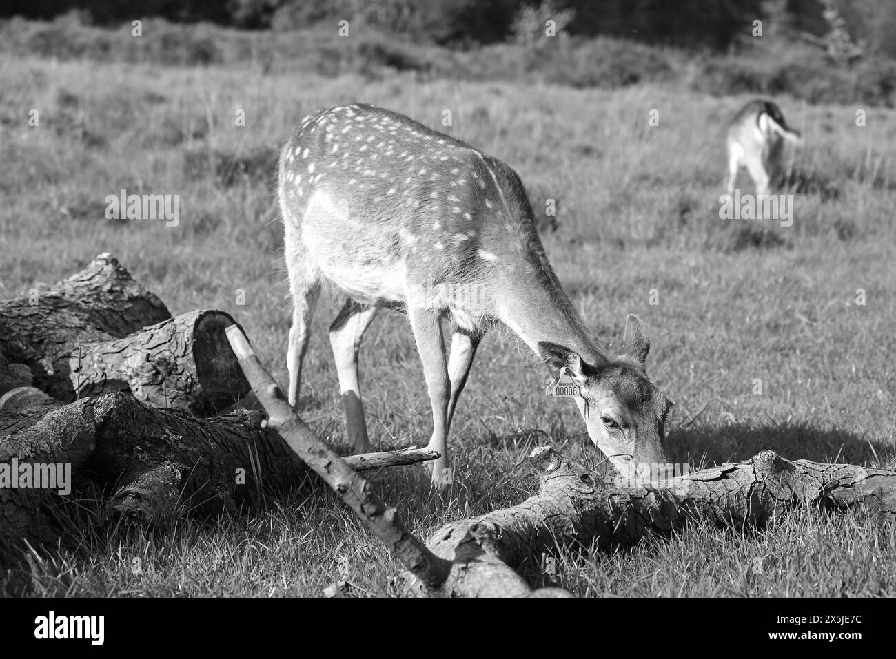 Deer herds have played a major role in Richmond Park’s history and have ...