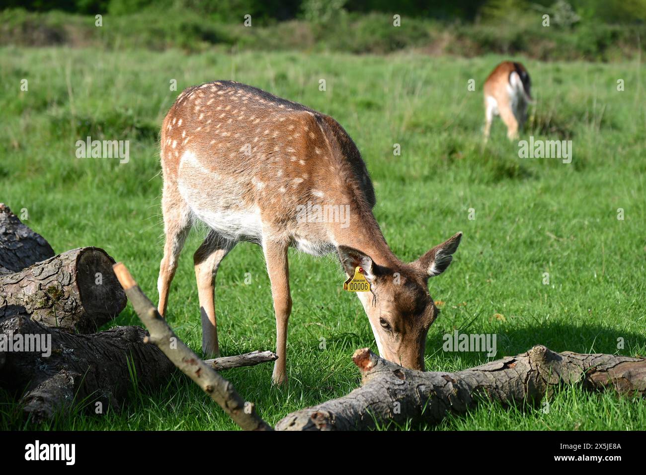 Deer herds have played a major role in Richmond Park’s history and have ...
