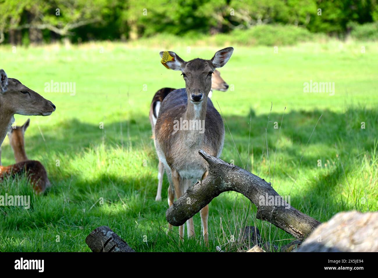 Deer herds have played a major role in Richmond Park’s history and have ...