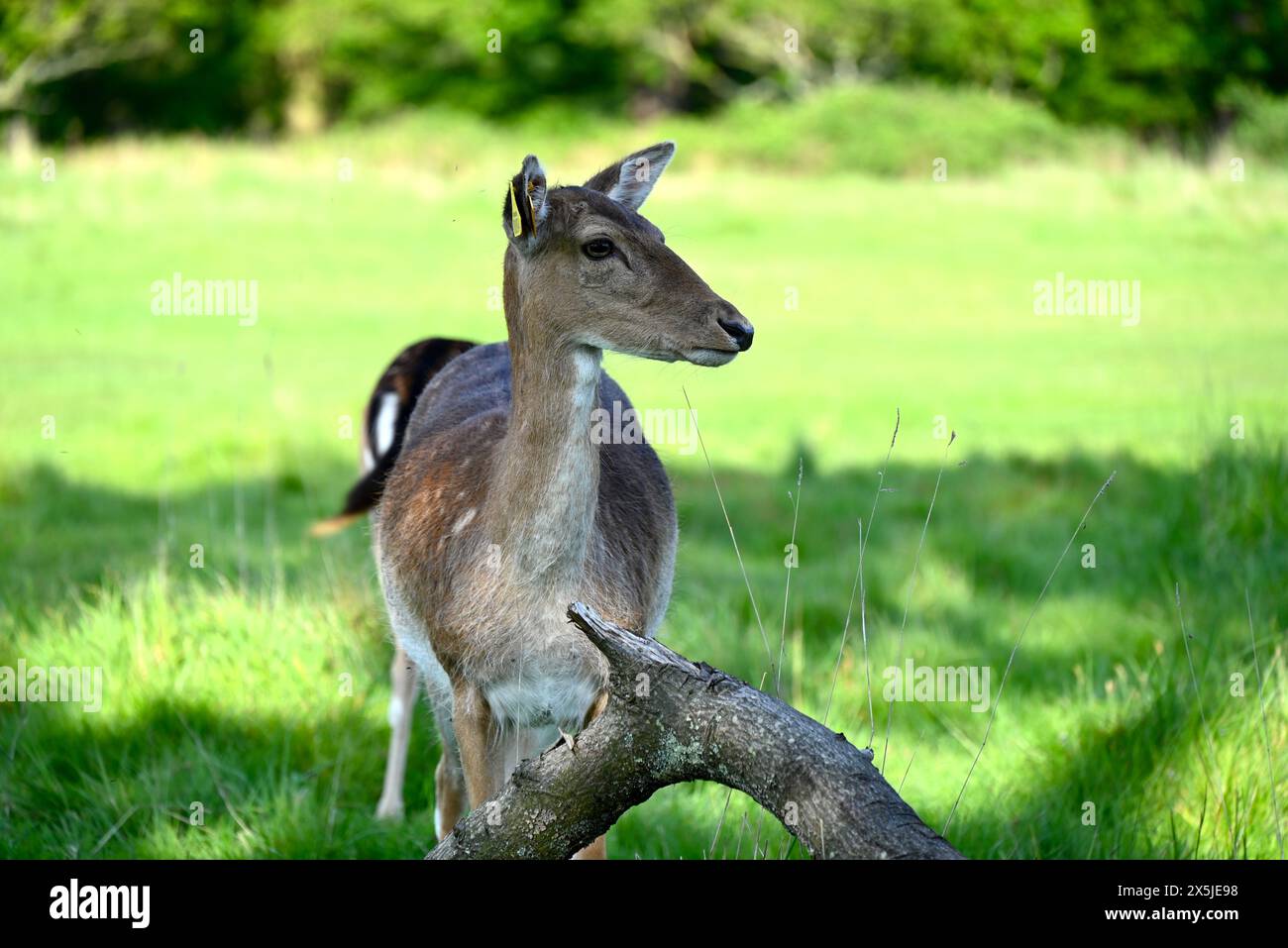Deer herds have played a major role in Richmond Park’s history and have ...