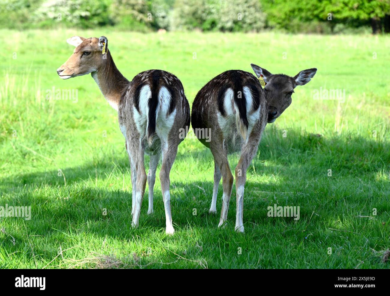 Deer herds have played a major role in Richmond Park’s history and have ...