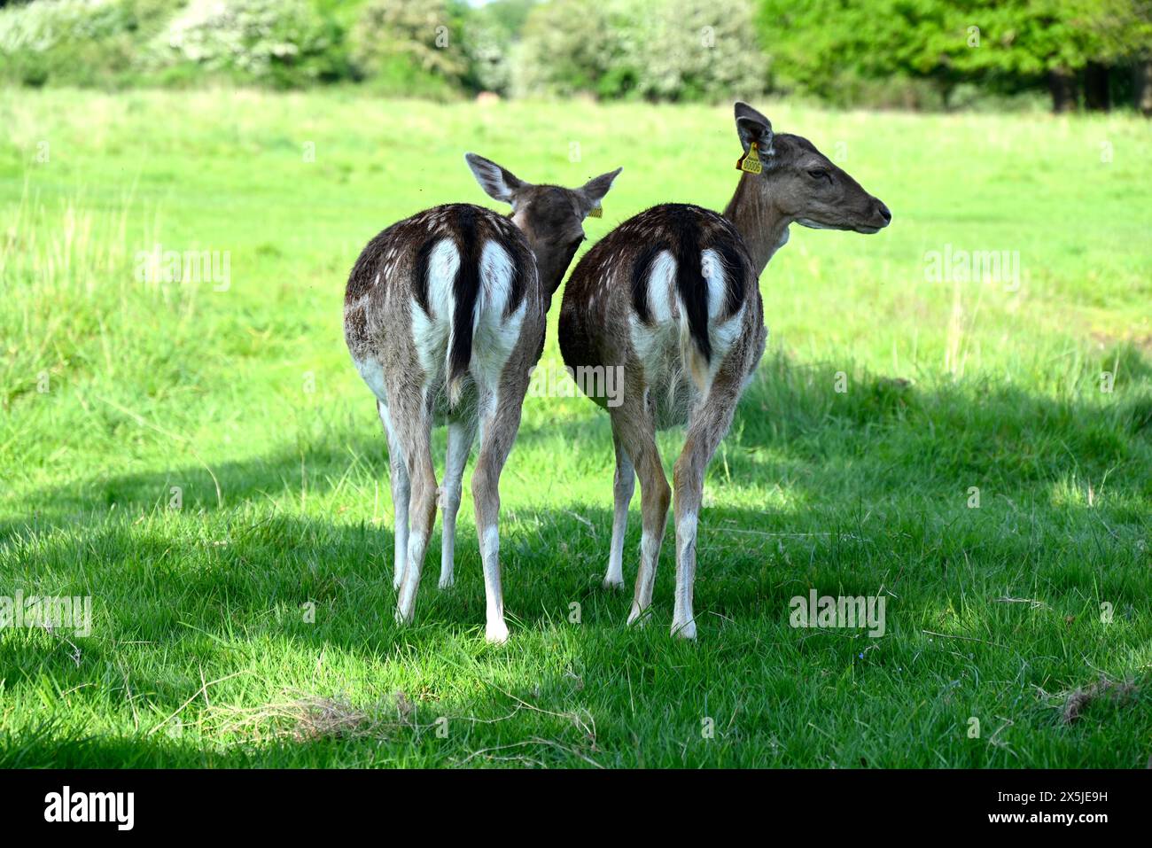 Deer herds have played a major role in Richmond Park’s history and have ...
