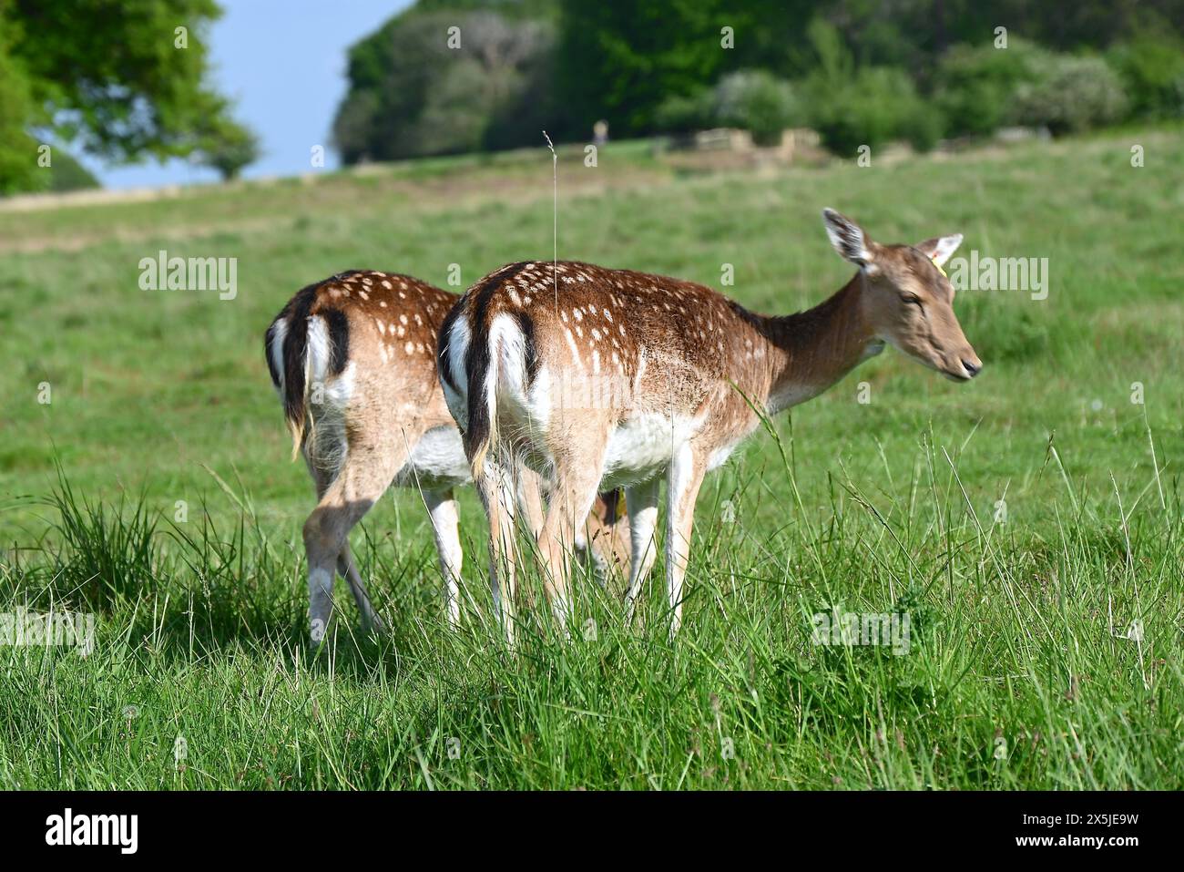 Deer herds have played a major role in Richmond Park’s history and have ...
